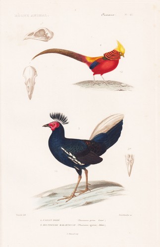 Phasianus ignitus fasan - ignitus,