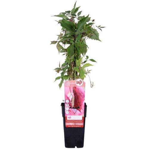Wilder wein parthenocissus - wilder,