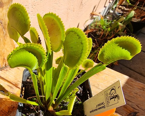 Dionaea muscipula dentata - a,