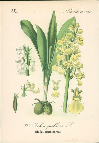 Chromolithographie blasses - :,