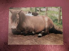 Pferdepostkarte Pony mit Katze AK Pferd PK Club Deutschland 