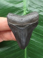 4,7 cm dunkler Zahn des