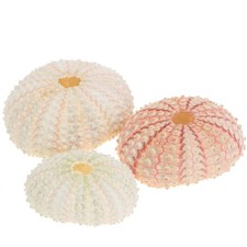 Maritime Dekoration Seeigel