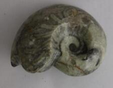 schönes Ammonit geschliffen