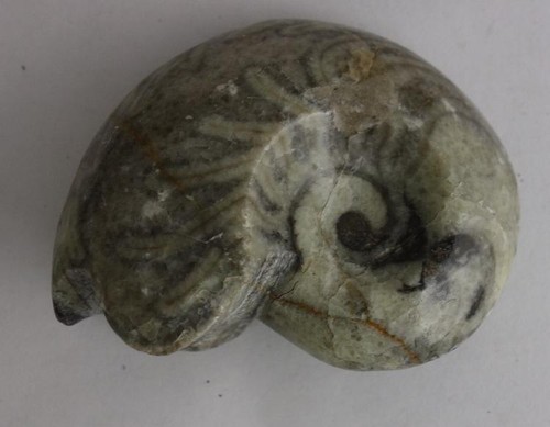 Schönes ammonit geschliffen - schönes,