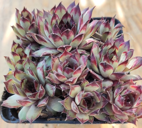 Sempervivum café 2x - "café",