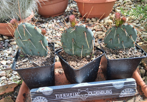 Opuntia macrocentra var