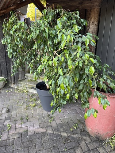 Birkenfeige ficus benjamina - birkenfeige,