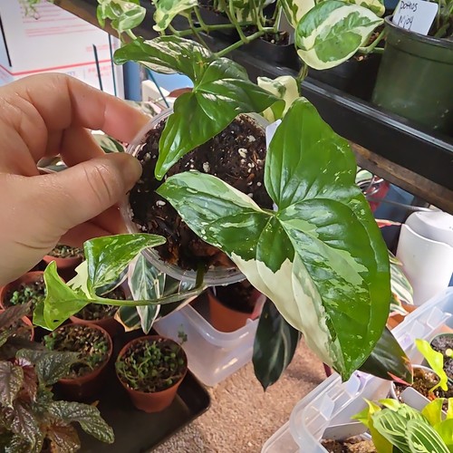 Syngonium albo variegated - albo,