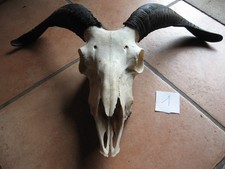 Hörner Schädel Horn Geweih Perchten Trophäe Mittelalter Schaf 