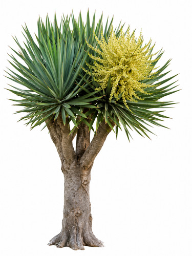 Dracaena draco 25 samen - dracaena,