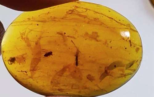 Bernstein fossil mit - fossil,