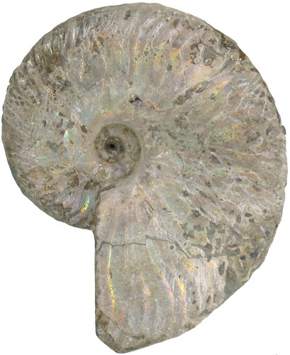 Kreide aioloceras besairiei - kreide,