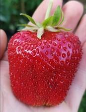 Riesenerdbeere Gigantella