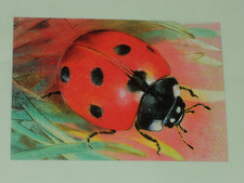 1x Postkarten Marienkäfer