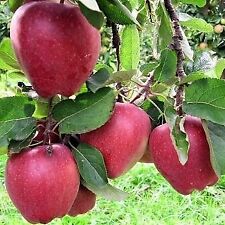 Apfelbaum GLOSTER 100-120 cm hoch wurzelware