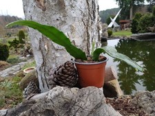 Epiphyllum Epicactus