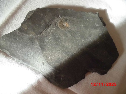 Fossil schiefer ammonit - in,