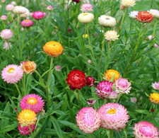 1.000 Samen Strohblume Bunte Prachtmischung Trockenblume Helichrysum Blumensamen