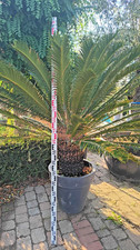 Cycas revoluta 180–200cm Sagopalme im Dekotopf dicker Stamm Palmfarn XXLExemplar