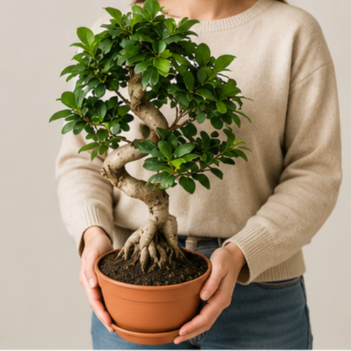 Ficus ginseng bonsai - ficus,