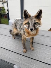 Graufuchs Softmount Taxidermy