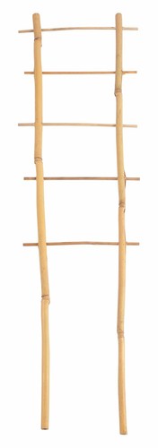 Bambus spalier 60cm - bambus,