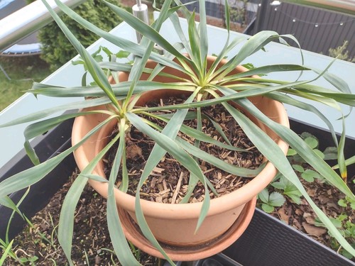 Baby palmlilie yucca palme - baby,