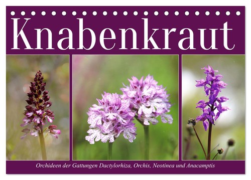Knabenkraut tischkalender - knabenkraut, (tischkalender
