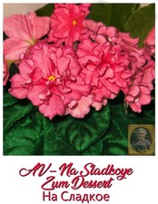 African Violet Na Sladkoye На Сладкое 1 Blatt/Leaf Usambaraveilchen Saintpaulia