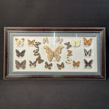 21x Schmetterling Atlasspinner Morh Peridae Schaukasten Bilderrahmen Papillons