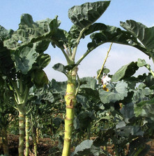 Jerey Spazierstock Kohl -