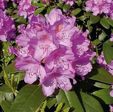 Großblumige Rhododendron
