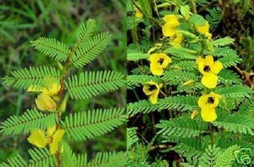 Mimosenbaum wie eine mimose - -,