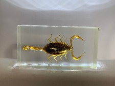 Skorpion in Acrylblock / durchsichtiger Acrylblock / Insekten in Acryl