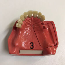 DENTAL   Go Dent Schaumodell  Nr.3