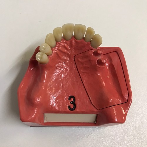 Dental dent schaumodell - go,