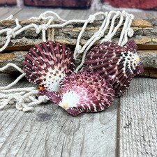 3er-Set Pecten Pallium 5cm