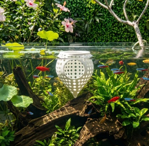 Betta pod schwimmende - betta,