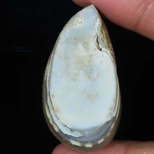 Natürlich Fossil Schnecke