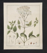 Kupferstich um 1835 Clematis