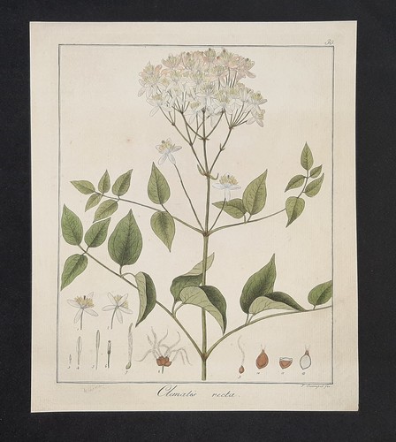 Kupferstich 1835 clematis - 1835,