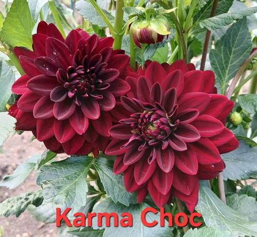 Dahlien samen gartenblumen - dahlien,