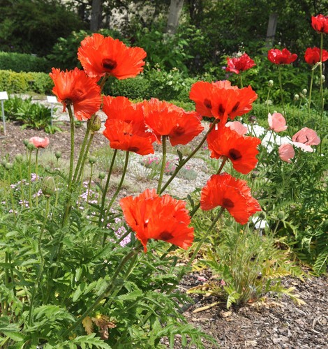 Türkischer mohn marcus perry - mohn,
