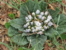 Alraune Mandragora officinarum Zauberpflanze magische Hexenpflanze Mandrake 