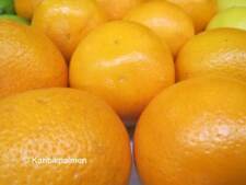 Citrus junos 'YUZU' Mandarine - Pflanze 20-40cm Japanische Zitrone -12°C Frost