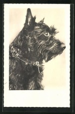 Schwarzer Terrier mit Halsband, Ansichtskarte 