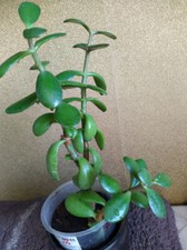 Pfennigbaum Geldbaum Talerbaum