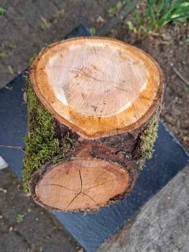 Deko holz wildkirsche - deko,
