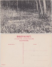 Ansichtskarte  Wiese im Wald (Dänemark) 1918